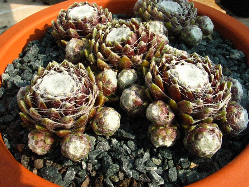 Quarkstück