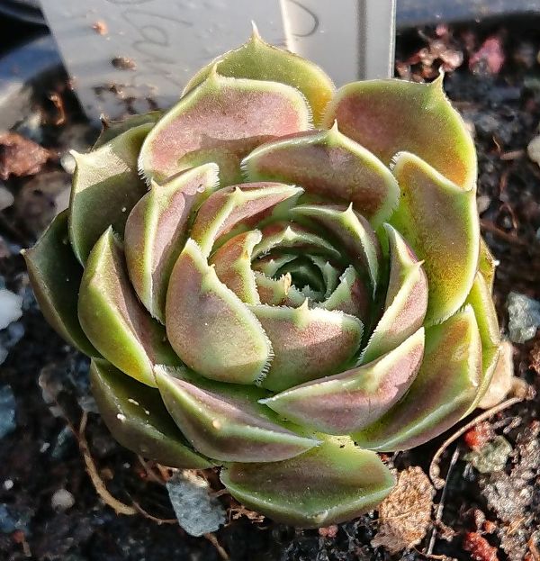 Glauca / Jovi