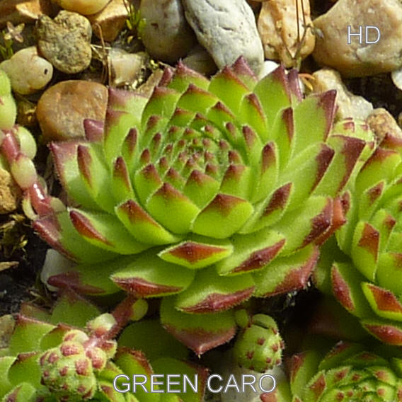 Green Caro