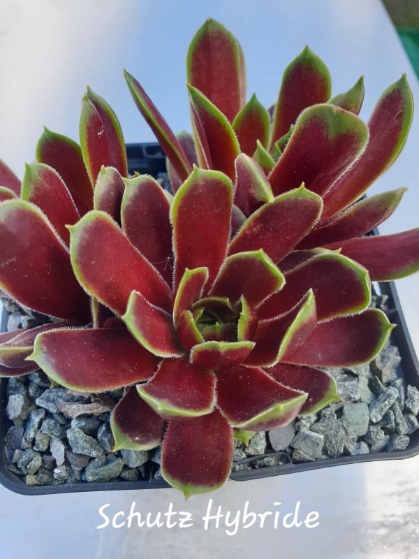 Schutz Hybrid