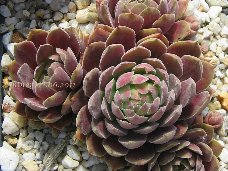Pacific Velveteen