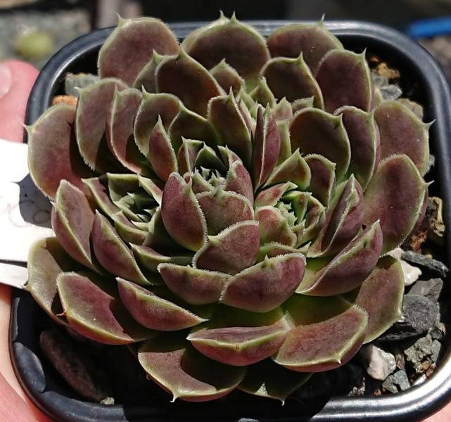 Glauca / Jovi