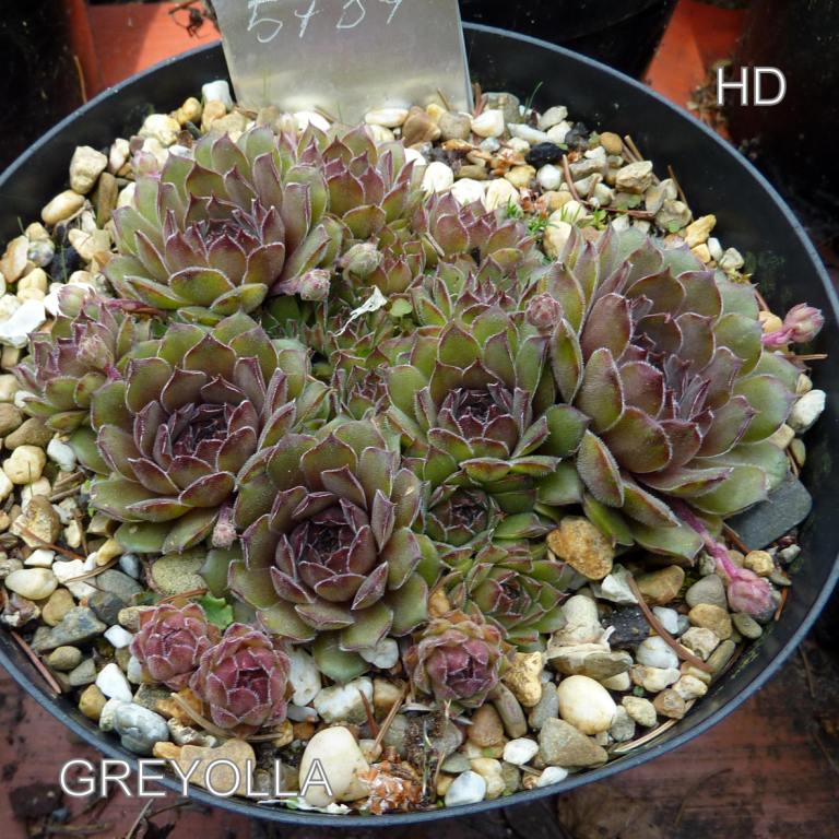 Greyolla