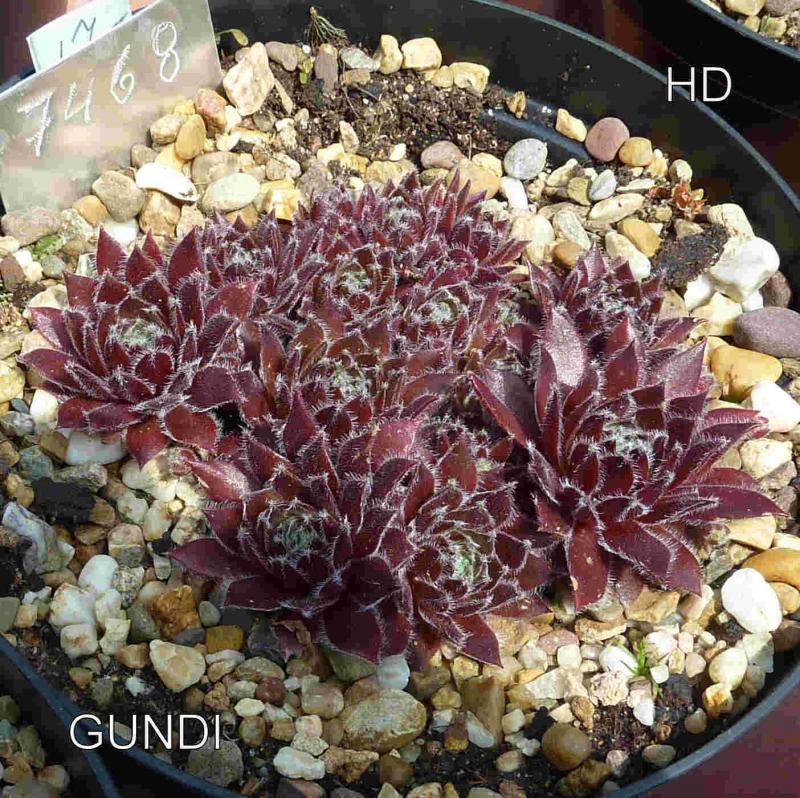 Gundi