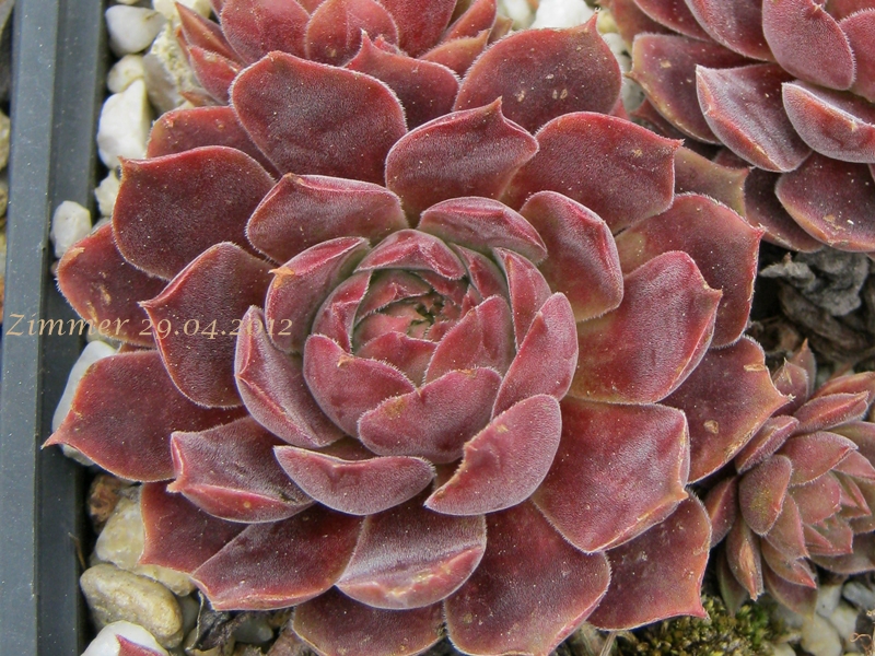 Pacific Velveteen
