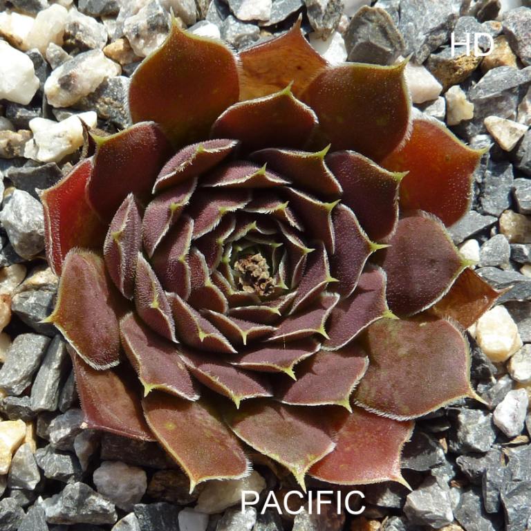Pacific / Jovi