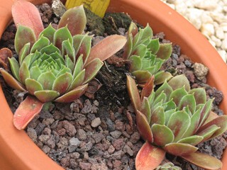 Schutz Hybrid