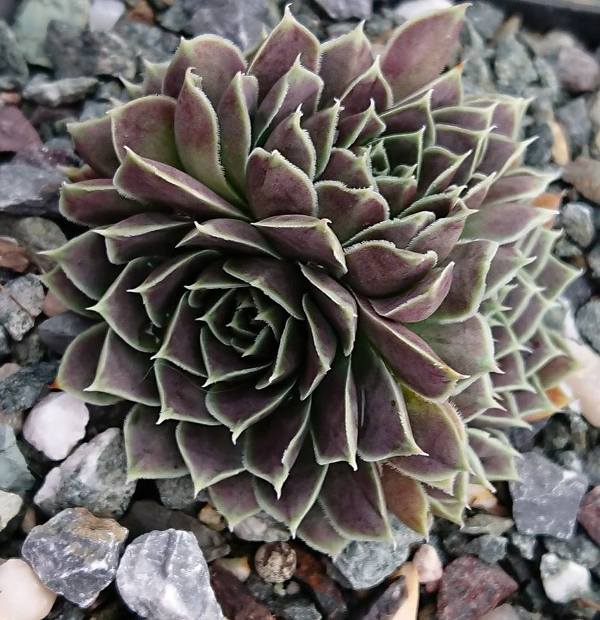 Glauca / Jovi