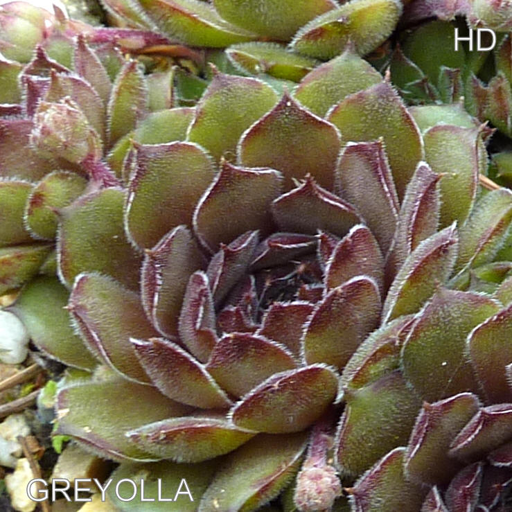 Greyolla