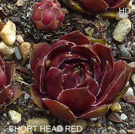 Short Head Red