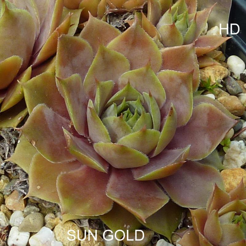 Sun Gold