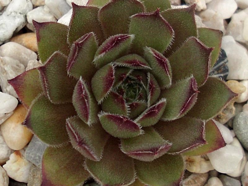 Greyolla