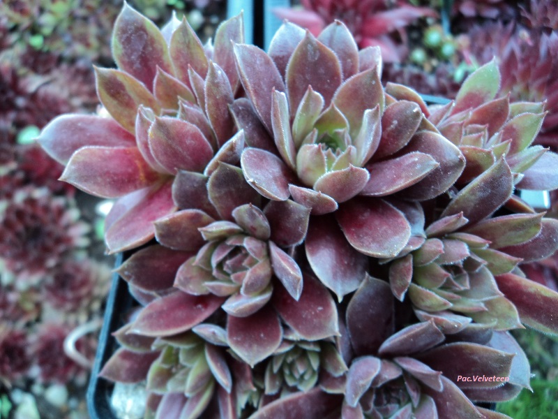 Pacific Velveteen