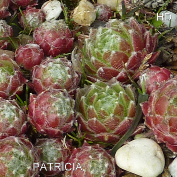 Patricia