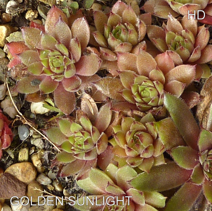 Golden Sunlight