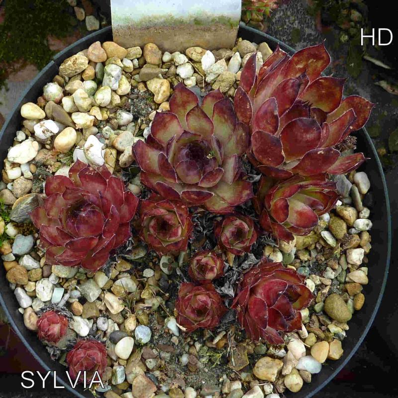 Sylvia