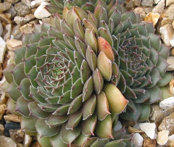 Greyolla