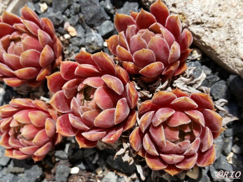 Pacific Velveteen