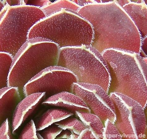 Samulin / Jovi