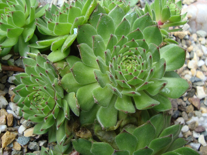 Green Caro