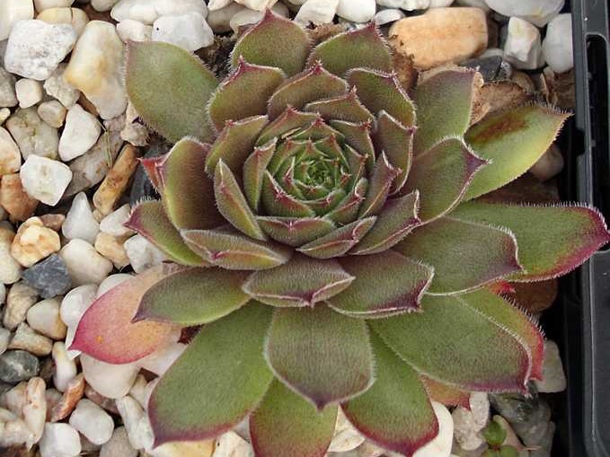 Greyolla