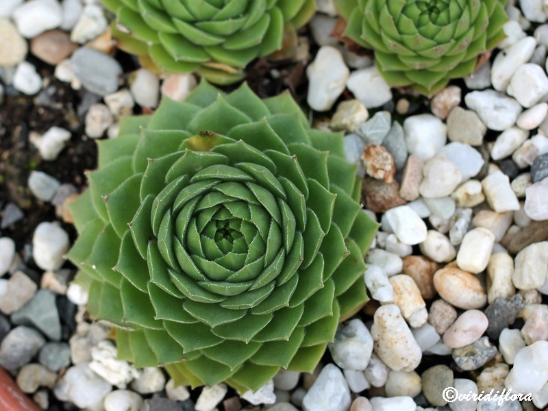 Mythen