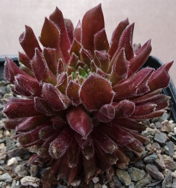 Red Oddity