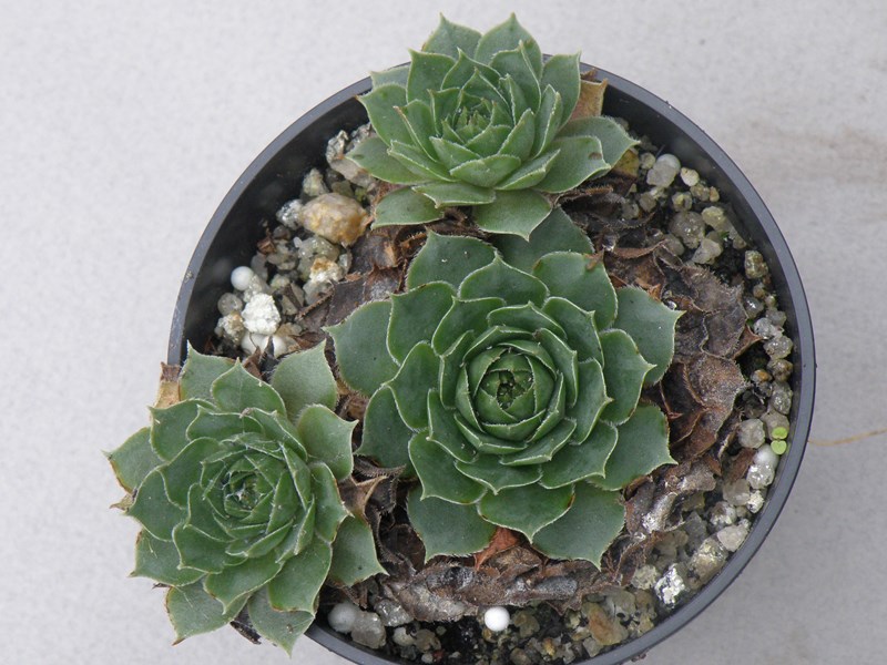 Silver Phantom