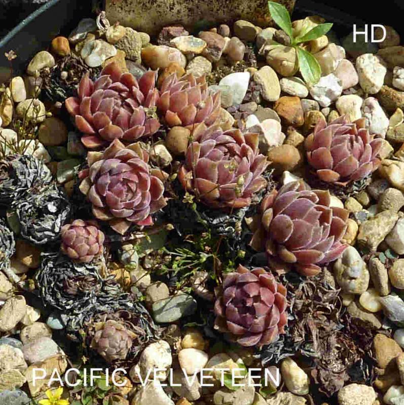 Pacific Velveteen