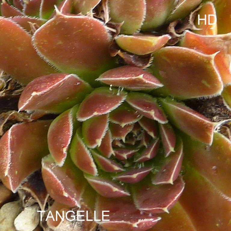 Tangelle / Jovi