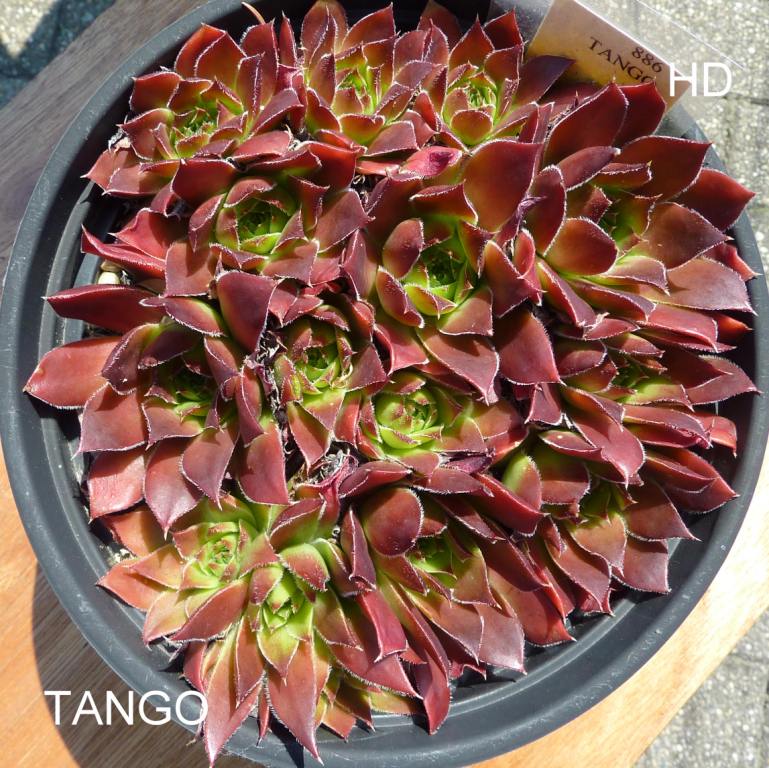 Tango / Jovi