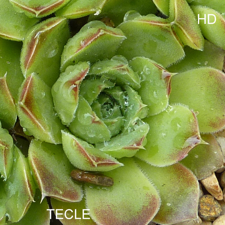 Tecle / Jovi