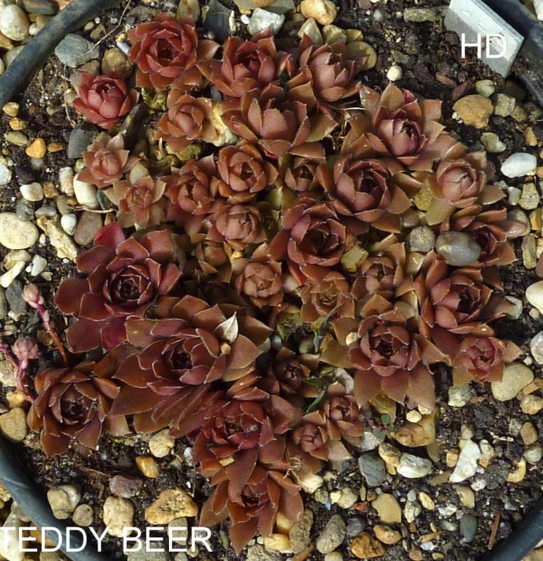 Teddy Beer