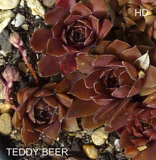Teddy Beer