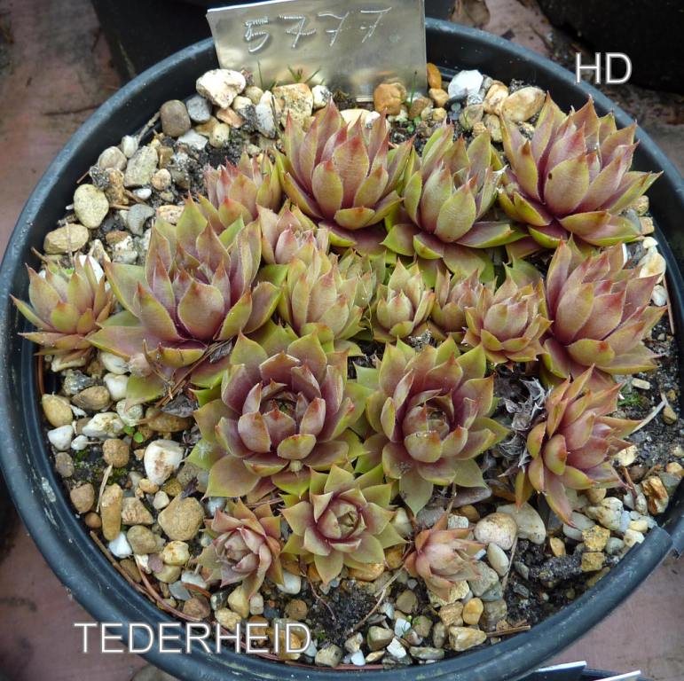Tederheid