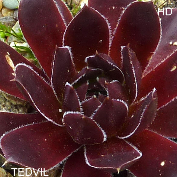 Tedvil / Jovi
