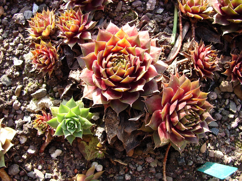Teide