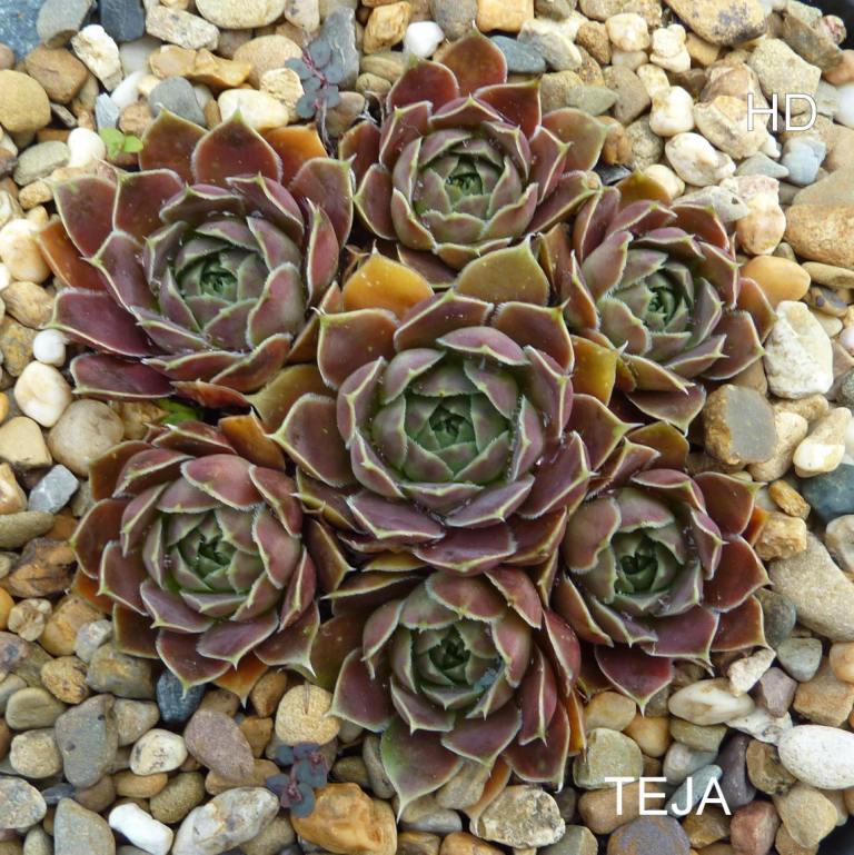 Teja / Jovi