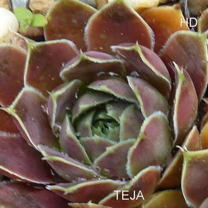 Teja / Jovi