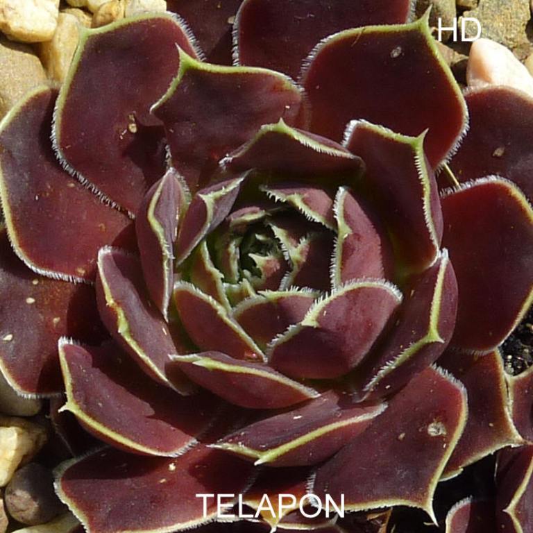 Telapon / Jovi