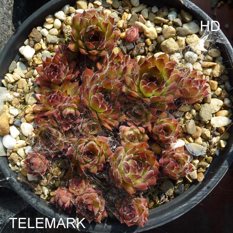 Telemark