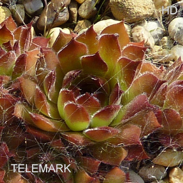 Telemark