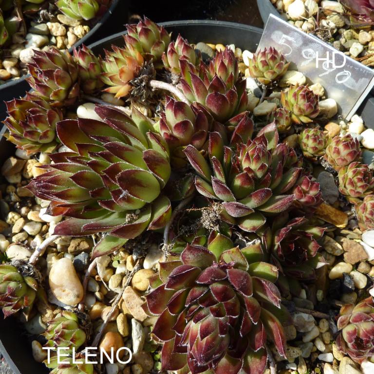 Teleno