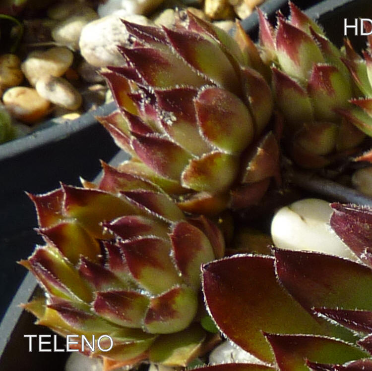 Teleno
