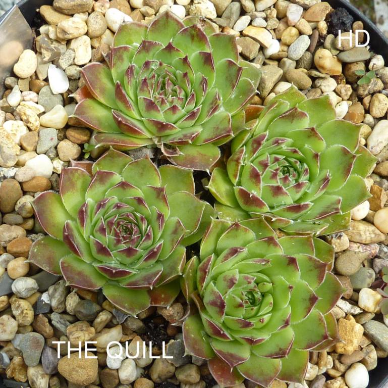 The Quill / Jovi