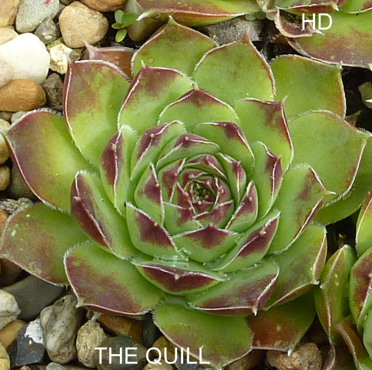 The Quill / Jovi