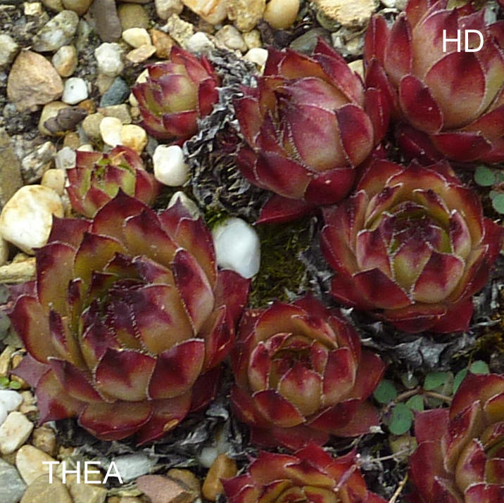 Thea