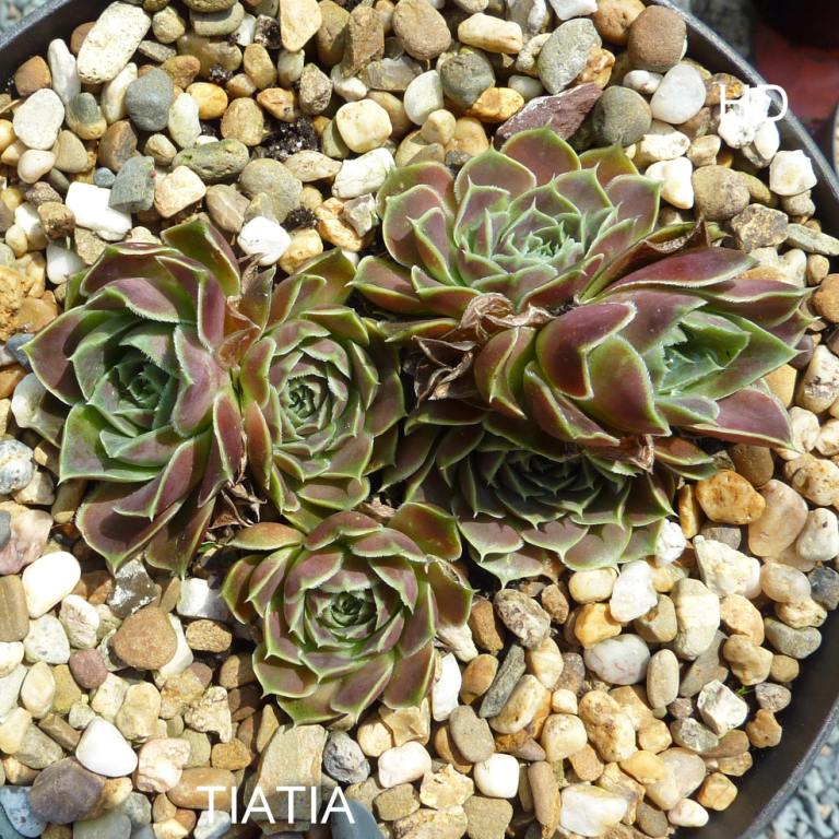 Tiatia / Jovi