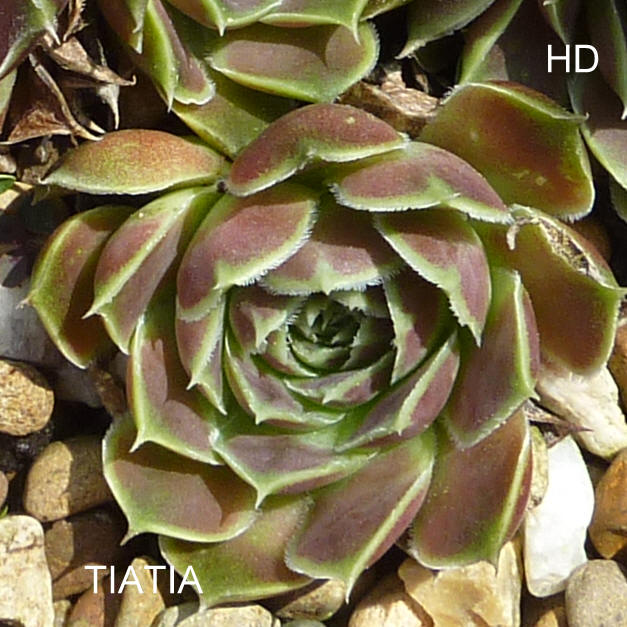 Tiatia / Jovi