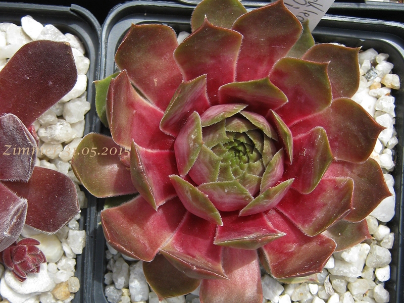 Tickled Pink